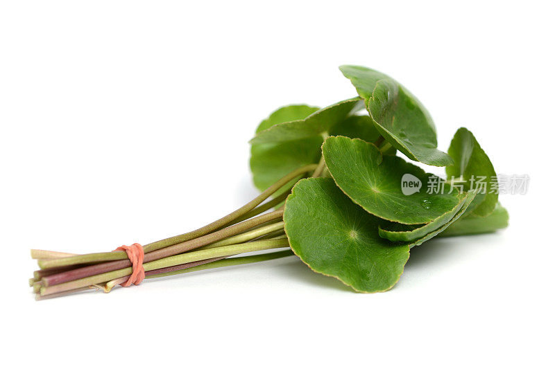 亚洲Pennywort或Gotu Kola leaf